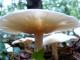 paddenstoelen 2 018